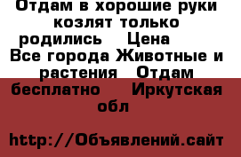 Отдам в хорошие руки козлят.только родились. › Цена ­ 20 - Все города Животные и растения » Отдам бесплатно   . Иркутская обл.